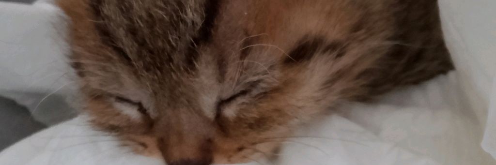 Kitty cat