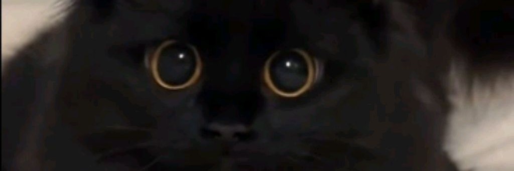 Black kitty