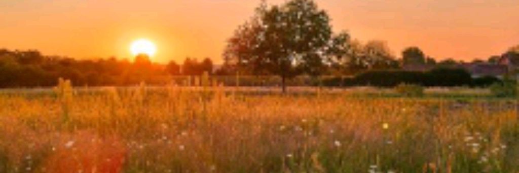 Утка Из Города Берëз♡♡♡🦆🦆