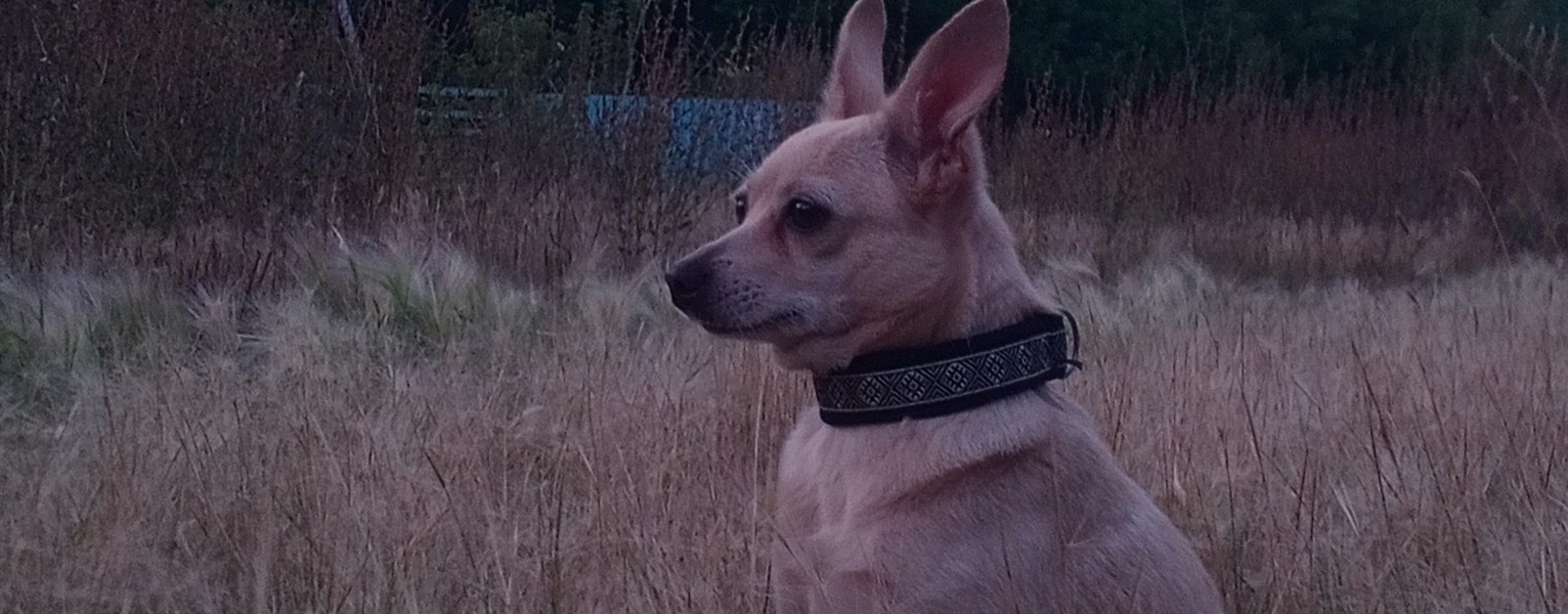 Дневник Собачника 2