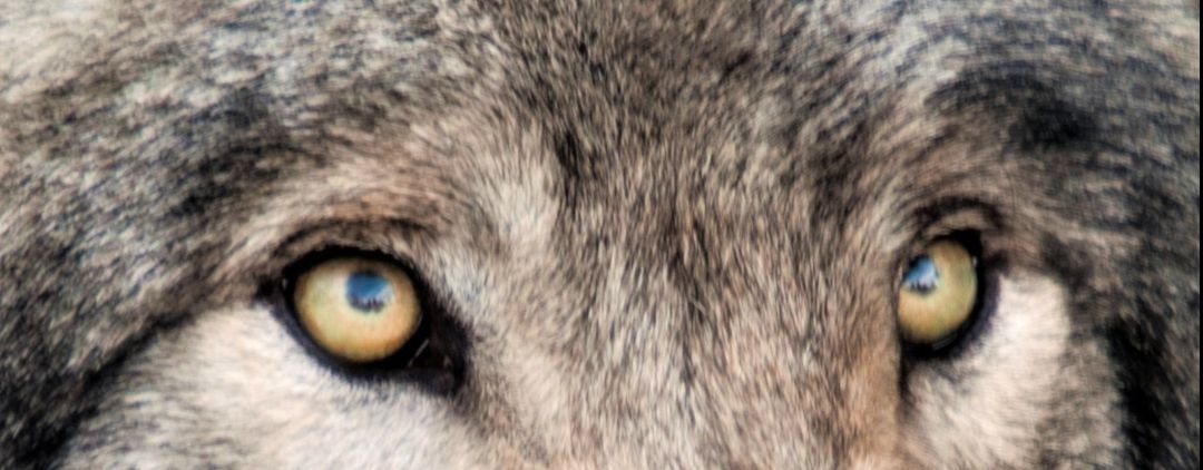 Бульбаш Лайф