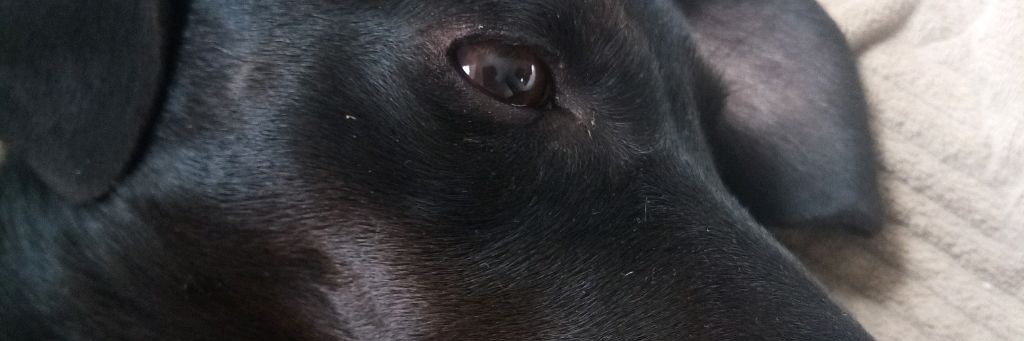 Кнопка 🐶¶;