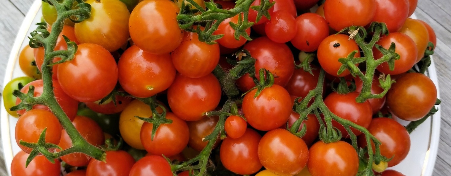 ВСЁ НАЧИНАЕТСЯ С УКРОПА