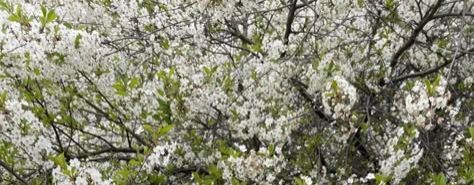 *🤍🍃зайка еваша🍃🤍*