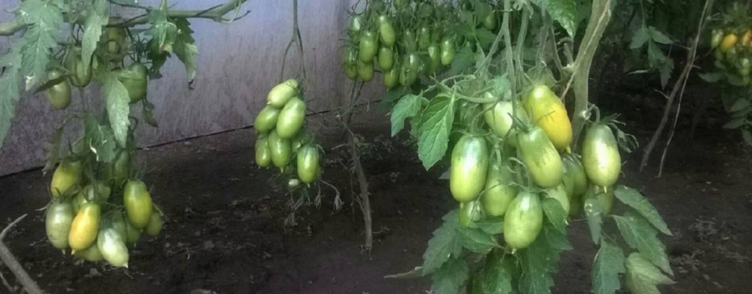 Валентина К.