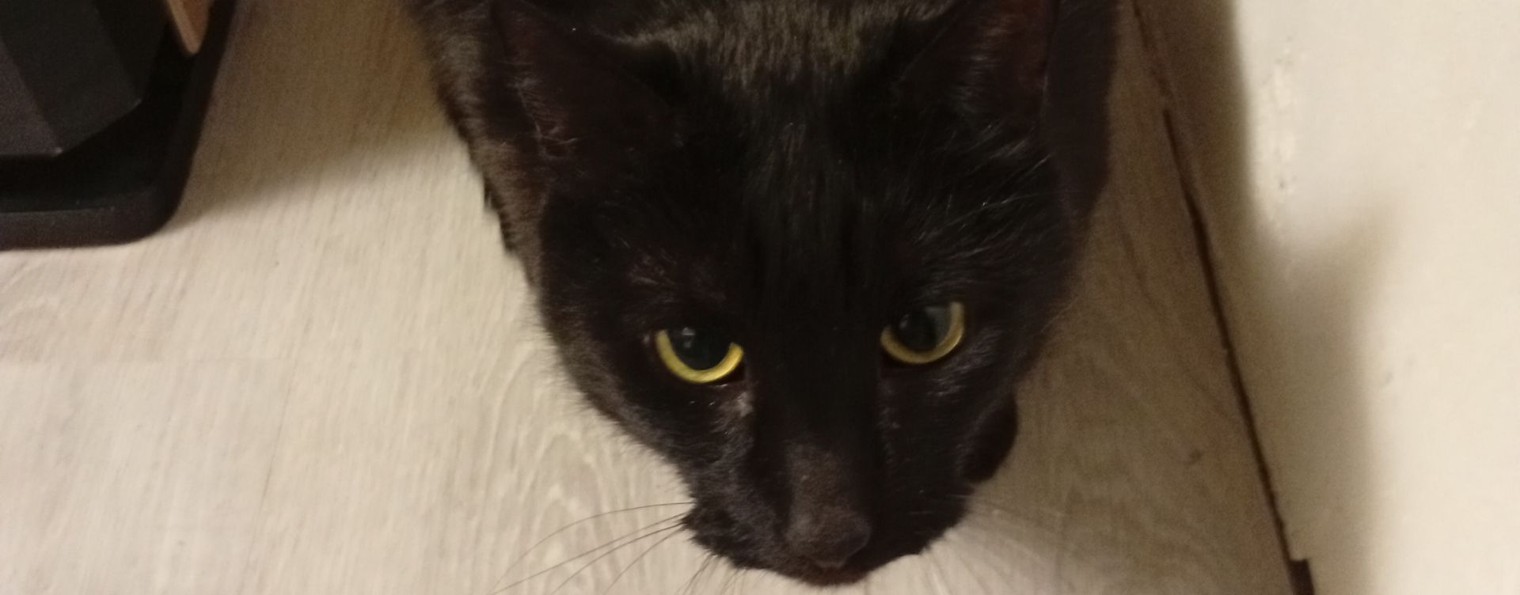 ЧЕРНЫЙ КОТ ИГРАЕТ