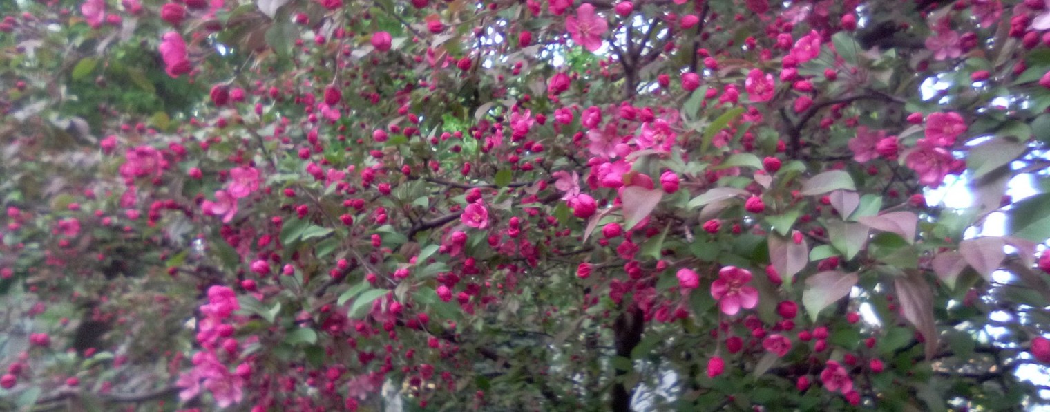 ЛАНАДЕВИС МЭЙССОН