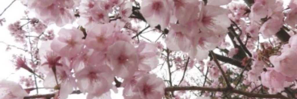 🌸 : ୧𑀉iᥲ ᥎ᥣ᧐gs (᧐ᥒᥣy iᥒ Rᥙᴛᥙδᥱ)🌀  ⁀ ◌