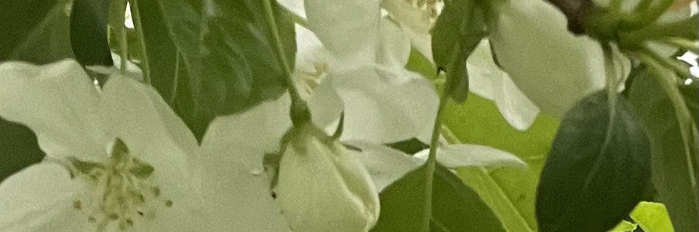 ЛЮБИМАЯ ДАЧКА