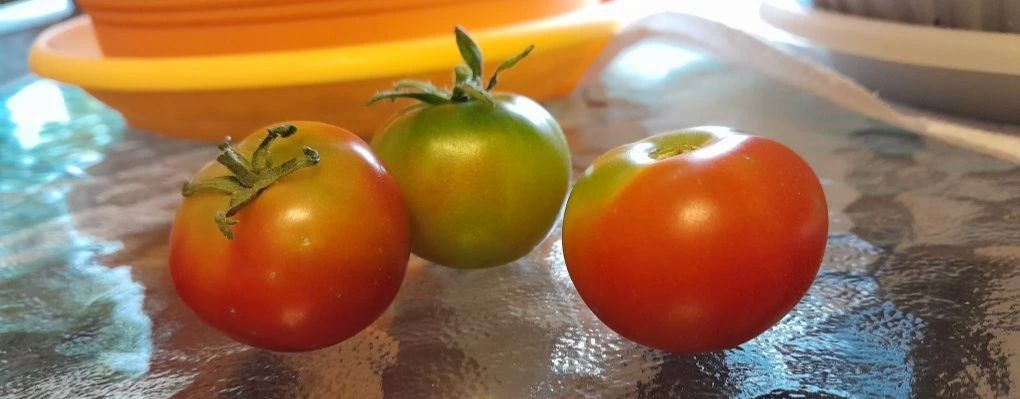 Зоя ПРО огород на балконе