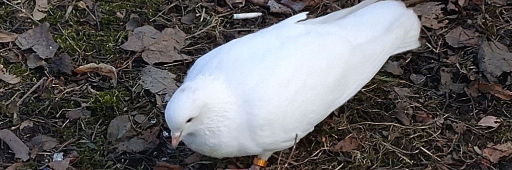 Deni_RuTuBe 🌴🌞