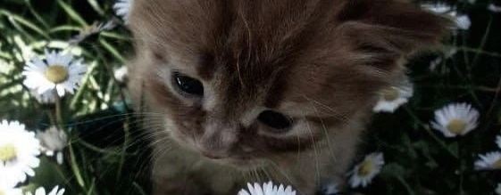 ルナ・エコー