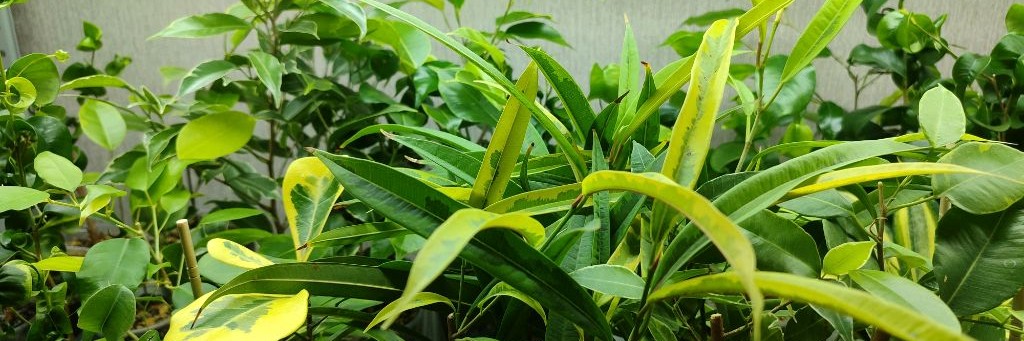 Фикусный дом