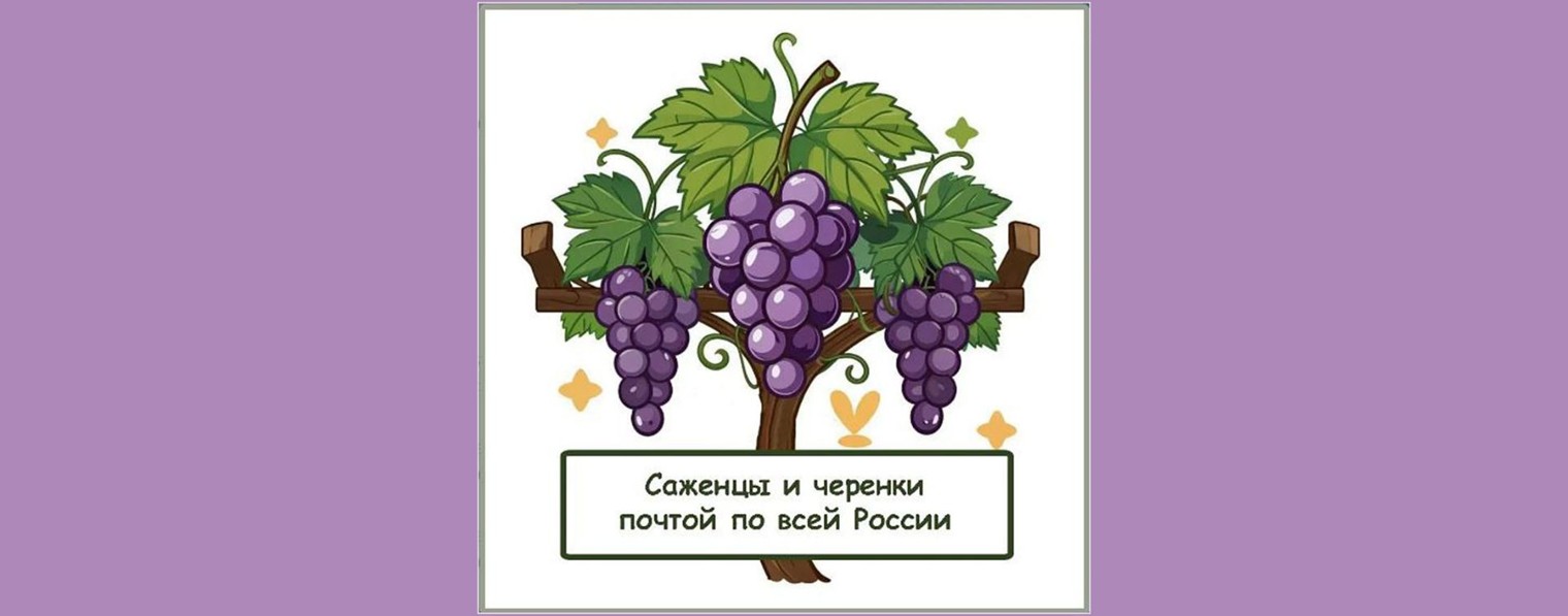 Саженцы и черенки