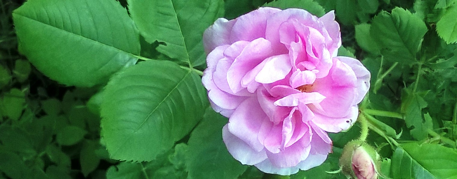 Алексей Лиговский