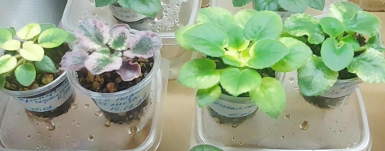 Цветочная коллекция | Фиалки