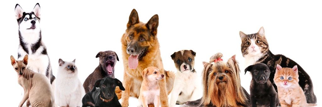 смешные видео,домашние животные 😺 🐕