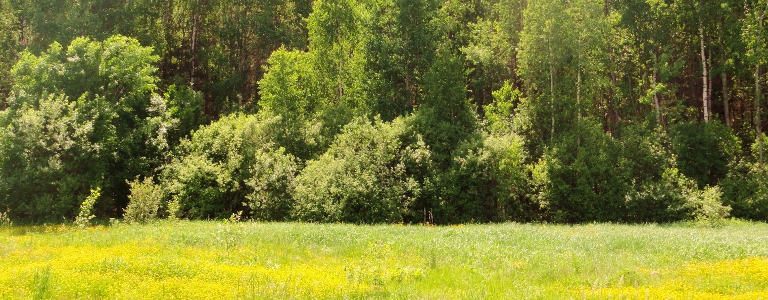 Роман Кветкин