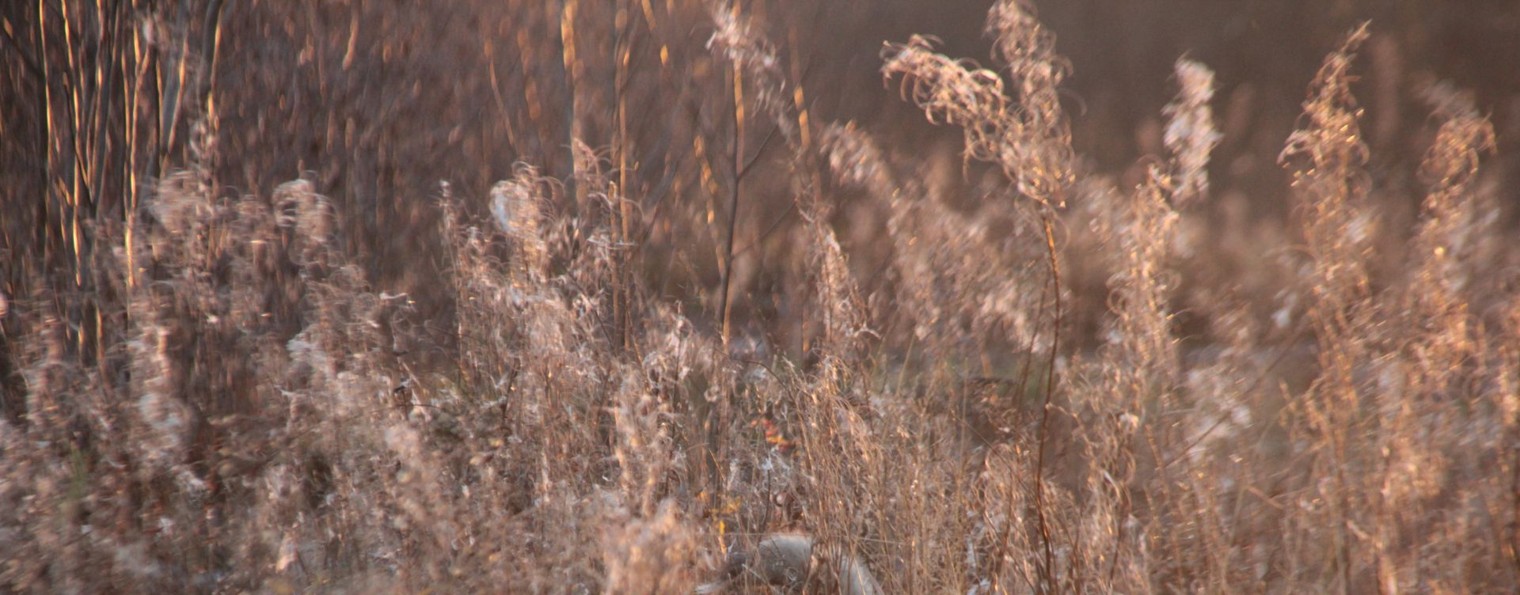 Поступь моего времени.