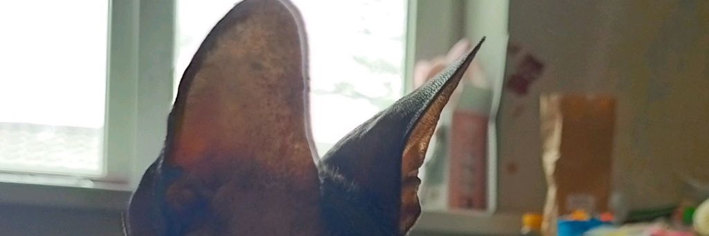 Наоми Милашка