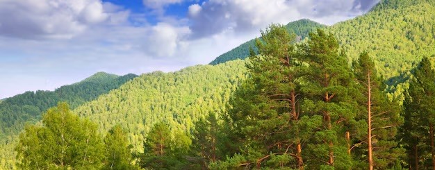 Роман Кветкин