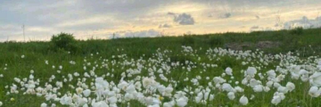 ⋆. 𐙚 ˚᥉ᥲⲙbιr 𐔥ᥲⲙιᥣ𐔤 h𐔖ⲙᥱ᥉ 🌼