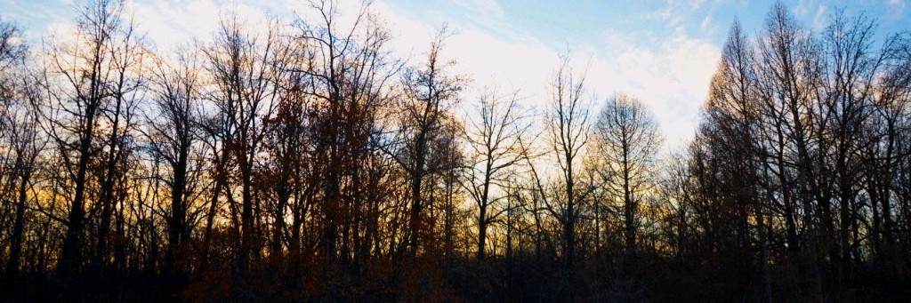 🌳ЭКОПРОГУЛКИ HD