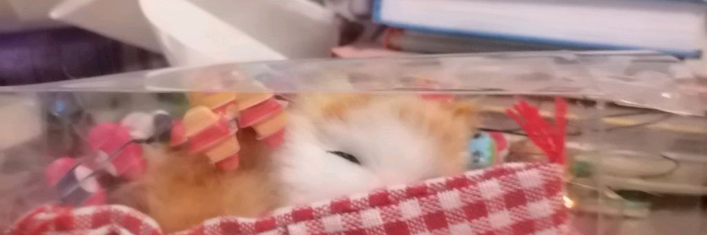 Максим Фый Фыйский