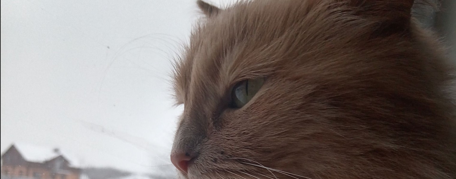 Кошка-Блошка