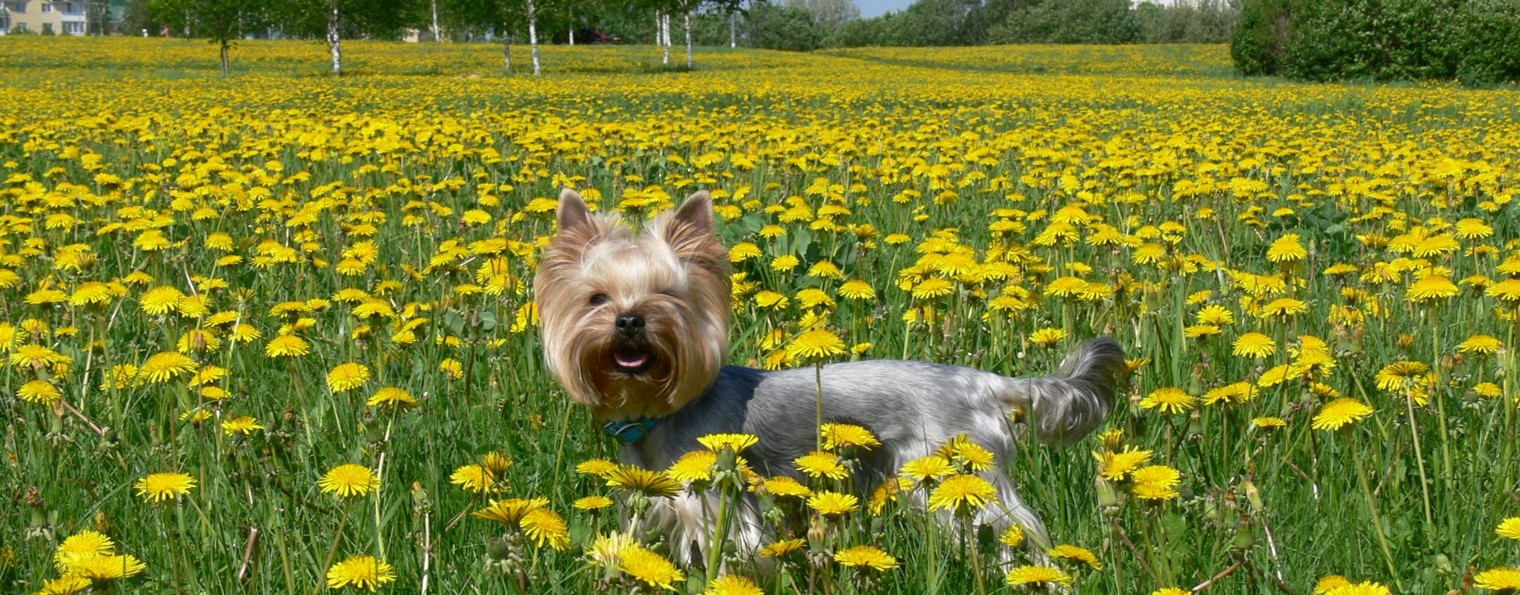 Чистка зубов собакам без наркоза Москва dogguru.ru