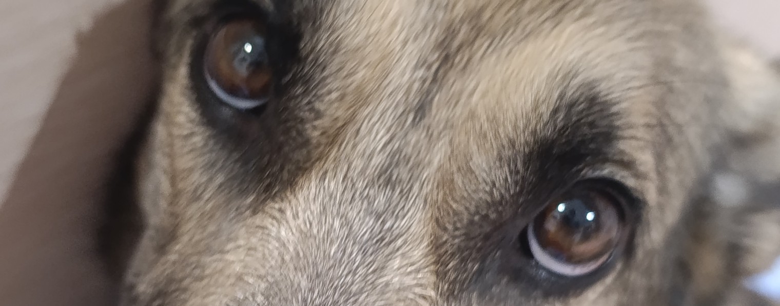 пушистый хвостик 🌴