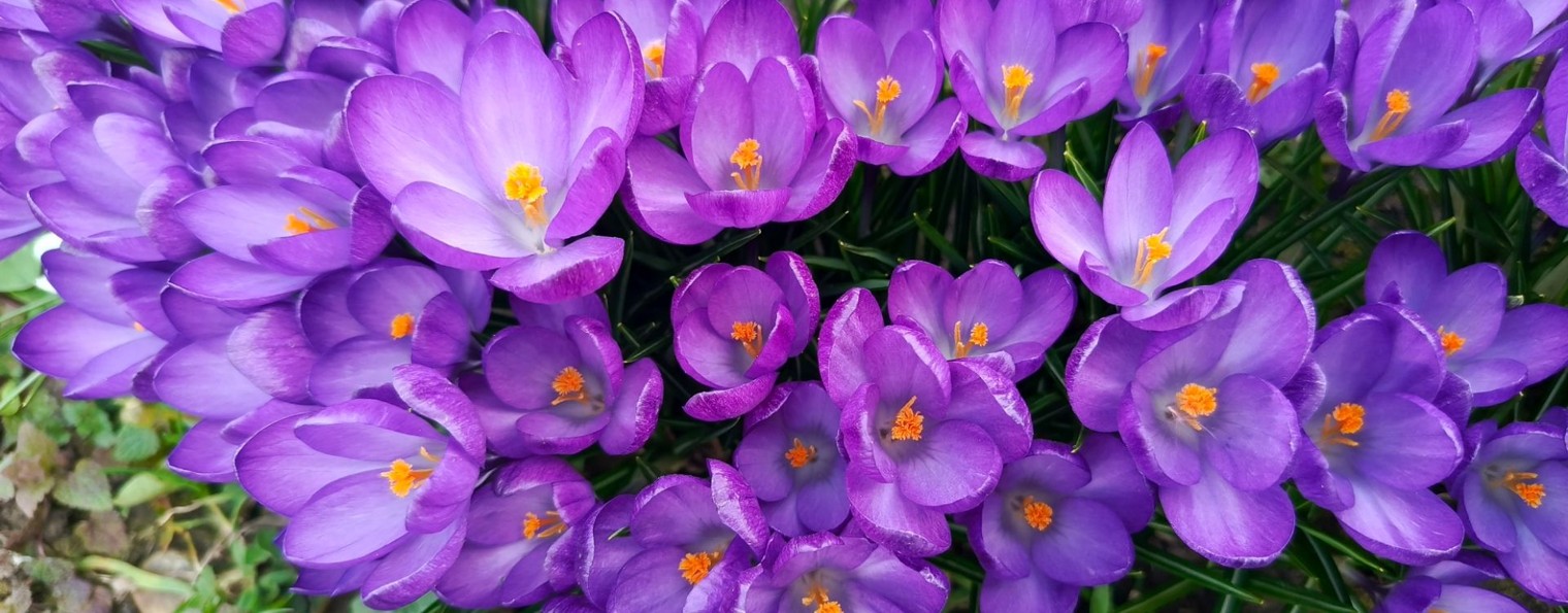 Цветочный уголок