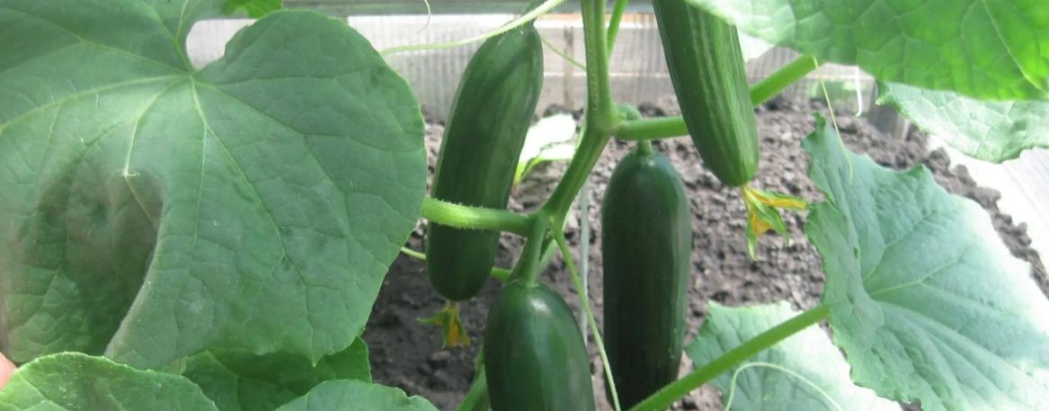 Деревенская движуха