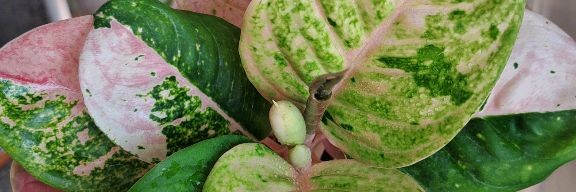 Proцветочки 🌿