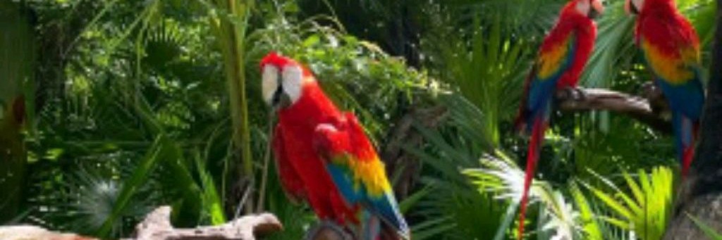 °.°.🚞 Diana's House 🌅°.°.°