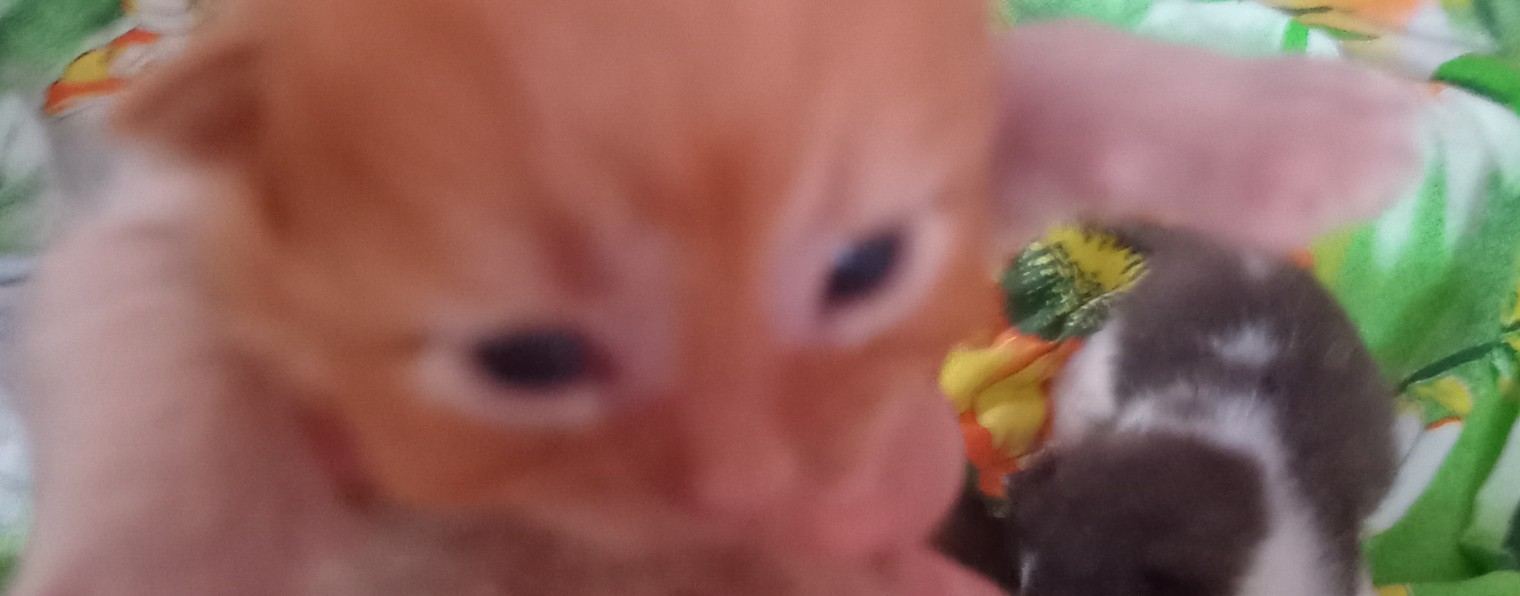 Осьминожка