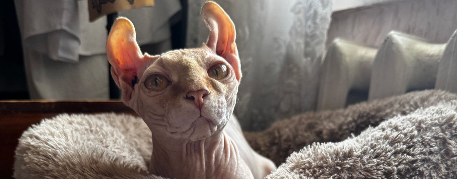 Кудрявый всезнайка