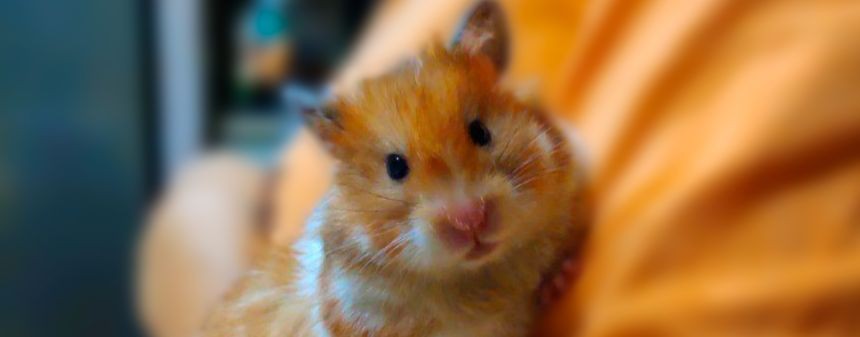 Djustin Жассик