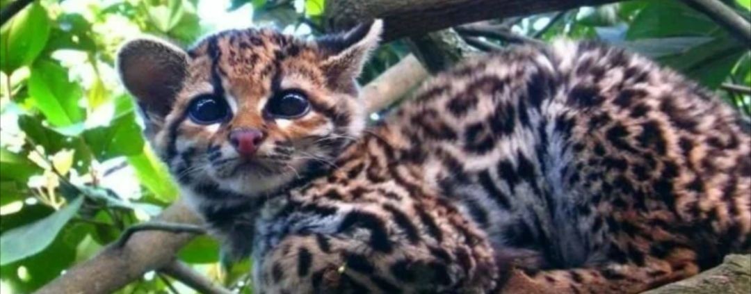 ★Listочек{КВ}