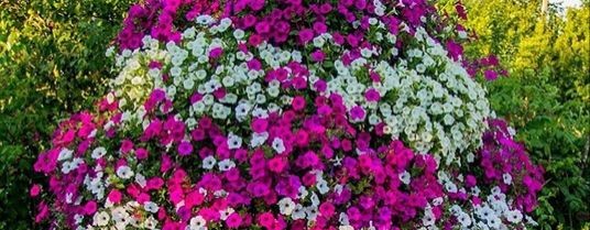 Сад, Дача, Огород ☘️🌼🌴