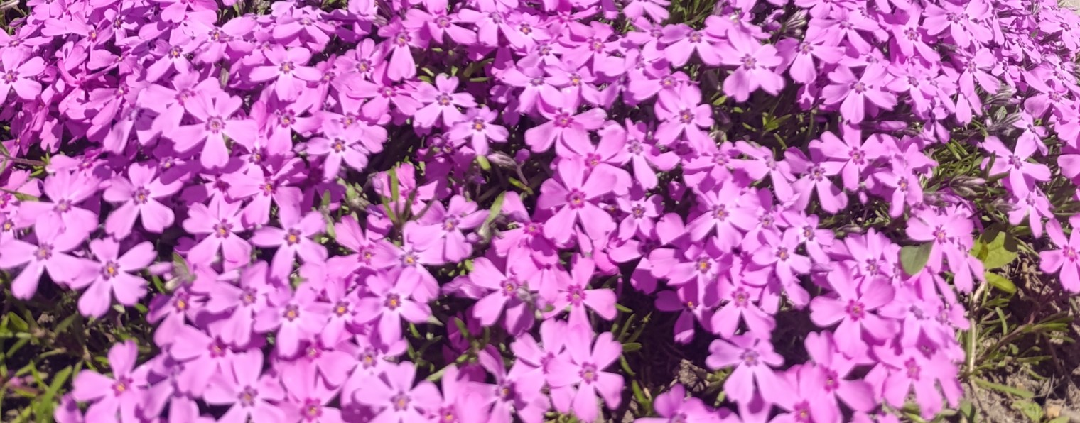 Станичная жизнь.