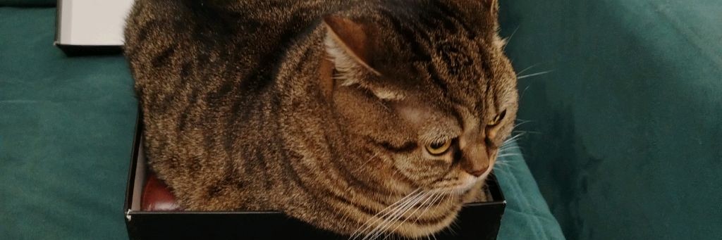 😻Банда котиков😻