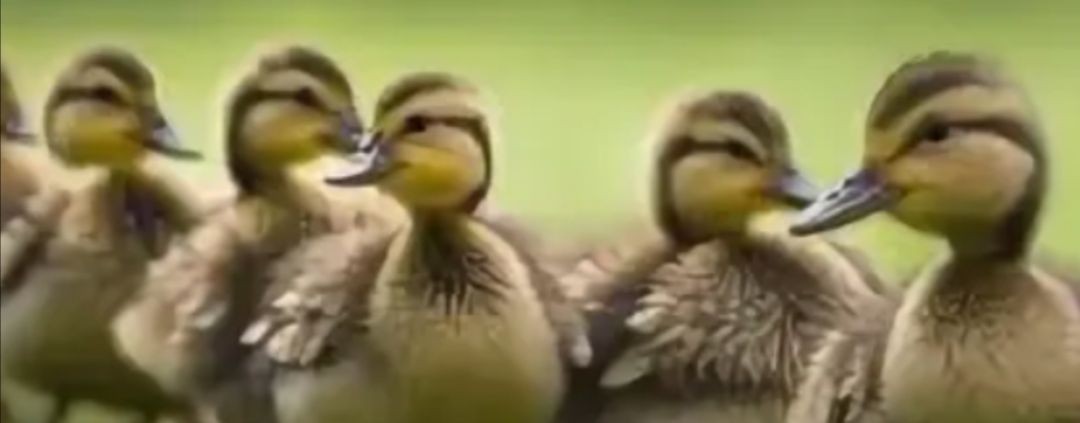 Утиный дворик 🦆🦆🦆 Светлана