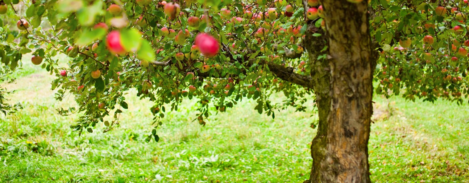 ЛАНФРЕН🌸ЛАНФРА