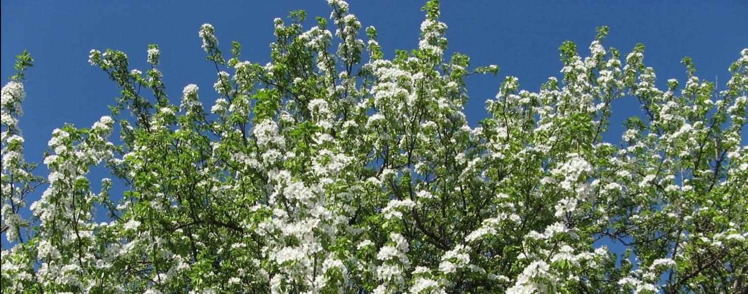 РУКОДЕЛИЕ ДЛЯ ДУШИ