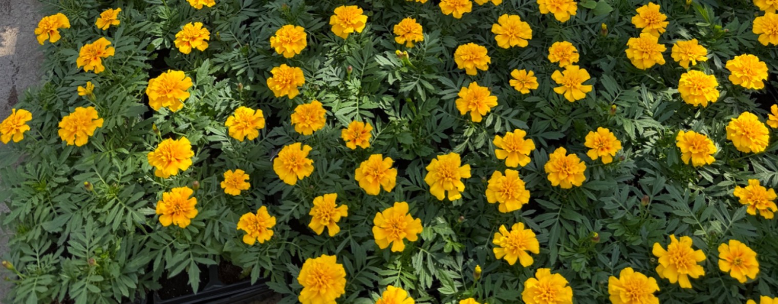 Измайловский садовый центр