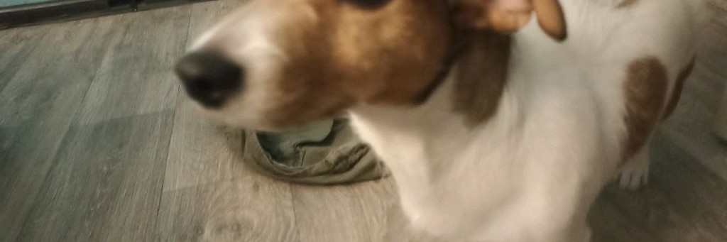 Рома И Чикен Ган