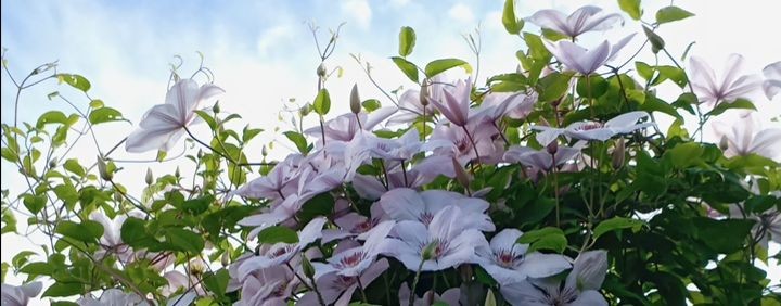 Сад-огород с Екатериной и мои вязалки.