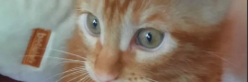 ✯Озеролапая✯ -WCUE🌸🏞️