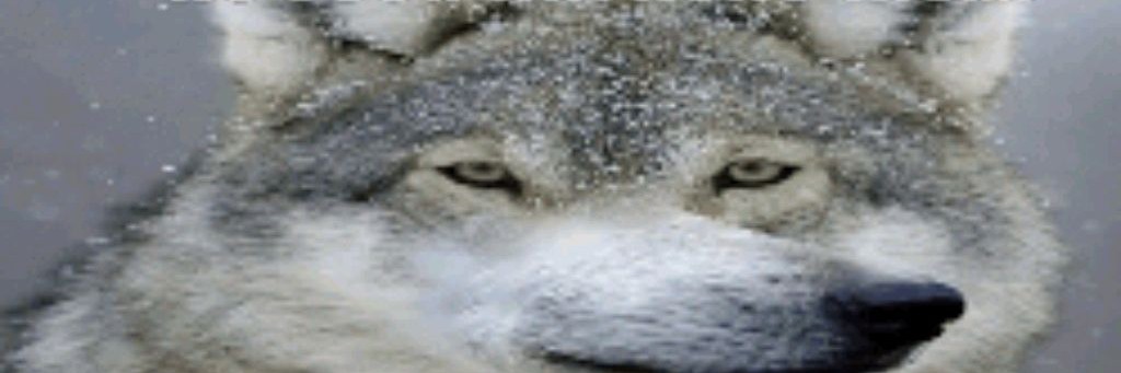 Камила,Саша,Анна♡